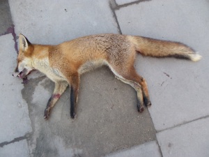 Dead fox December 18th 2012